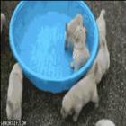 Festa na Piscina …
