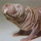 o_ratotoupeirapelado_possui_o_segredo_da_longevidadeade