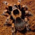 cinco_espetaculares_tarantulas