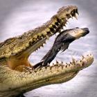 fotos_de_animais_no_momento_exato_