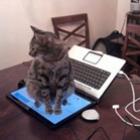 gatos_fazendo_gatices_e_pra_rir_ou_chorar