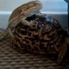 lagarto_safado