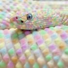 15_fotos_de_animais_com_cores_pra_la_de_interessantes_