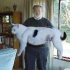 gatos_lindos