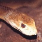 quem_e_mais_venenoso_o_escorpiao_a_aranha_ou_a_cobra