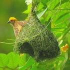 os_grandes_engenheiros_da_natureza