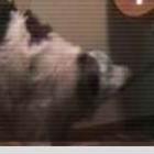 cachorro_toca_acordeon_e_compoe_dupla_musical_com_seu_dono