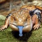 o_inesperado_lagarto_de_lingua_azul