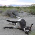 soldados_com_metralhadoras_executam_13_burros