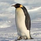 pinguinzinho_escandaloso_e_hit_na_internet