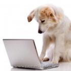 homem_salva_cachorro_gracas_ao_facebook