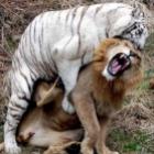 batalha_das_feras_quem_e_o_rei_da_selva
