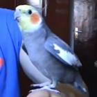 calopsita_cantando_a_musica_do_mario