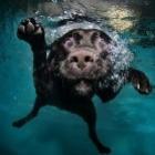 Fotos engraçadas de cachorros debaixo d'água