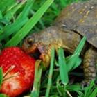 fotos_fofinhas_de_tartarugas_se_alimentando