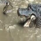 cobra_python_versus_aligator