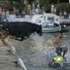 posicao_touro_bandido