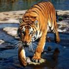Projeto internacional tenta salvar tigres da extinção