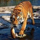 projeto_internacional_tenta_salvar_tigres_da_extincao