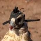 Capacete-câmera leva você para caçar com falcão