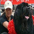  Cachorro mais caro do mundo é vendido por R$ 1 milhão a milionária chinesa