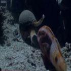  Monstro do mar devora peixe e mata seres humanos