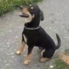 o_cachorro_mais_feliz_da_plantacao
