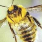 Descoberto o “segredo” da abelha rainha