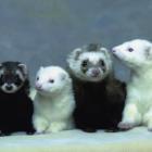 ferret_&ndash;_dividindo_o_espaco_com_cachorros_e_gatos_