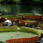 vitoriaregia_chega_antes_do_tempo_ao_jardim_botanico