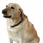 cachorro_fala_