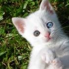gato_tendo_espasmos_