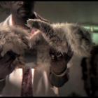 comercial_de_energetico_mostra_experiencia_maluca_com_um_gatinho