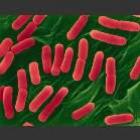 escherichia_colia_bacteria_que_esta_aterrorizando_a_europa