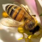 abelhas_sao_bioindicadoras_de_poluicao_ambiental