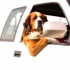 caozinho_vira_mascote_de_taxistas_no_rio_de_janeiro_