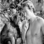 morre_chita_o_chimpanze_inseparavel_do_tarzan