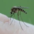 video_mostra_mosquito_enchendo_a_panca_de_sangue