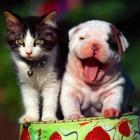 animais_conquistam_novos_espacos_na_sociedade_