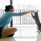 adestrar_ou_condicionar_um_gato