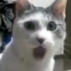 bolinha_para_hamster_+_gatinho_=_gatice