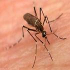 vacina_contra_a_dengue_e_testada_em_fortaleza