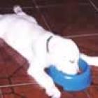 animais_cansados_demais_para_comer