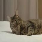 o_gato_mais_sexy_do_mundo