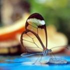 Incríveis fotografias da Greta oto, a borboleta transparente