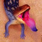corrida_do_lagarto