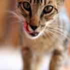 o_que_aconteceria_se_todos_os_gatos_do_mundo_desaparecessem