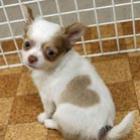 confira_lista_de_animais_que_tem_manchas_inusitadas