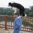 12_maneiras_estranhas_de_levar_seu_cachorro_pra_passear