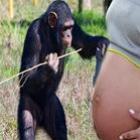 Garota engravida do chimpanzé